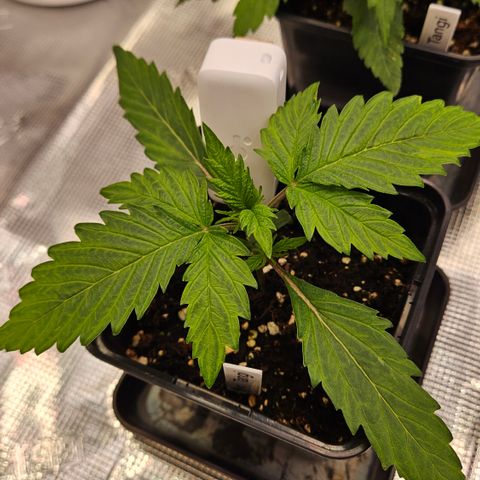 Tangie #2 growlog timeline photo