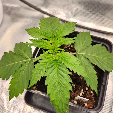 Tangie #3 growlog timeline photo