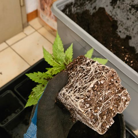 Tangie #2 growlog timeline photo