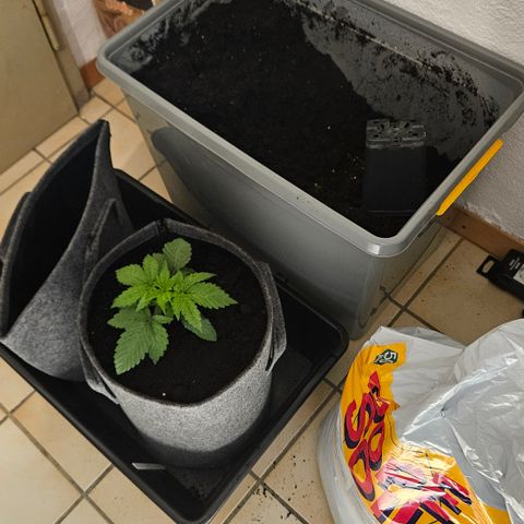 Tangie #2 growlog timeline photo