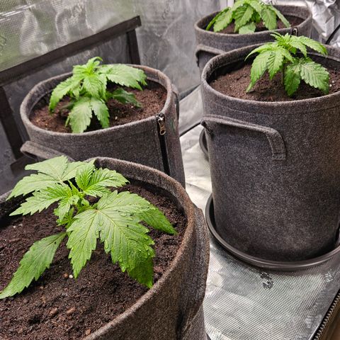 Tangie #2 growlog timeline photo