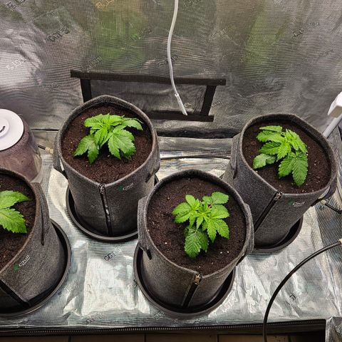 Tangie #2 growlog timeline photo