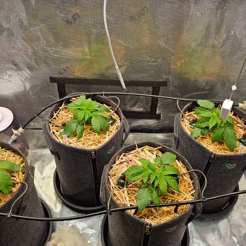 Tangie #2 growlog timeline photo