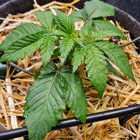 Mimosa #1 growlog timeline photo