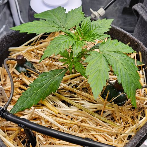 Tangie #2 growlog timeline photo