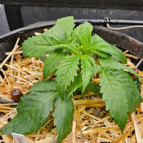 Tangie #3 growlog timeline photo