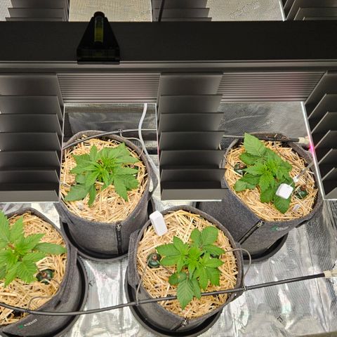 Tangie #2 growlog photo: Start Wachstumsphase