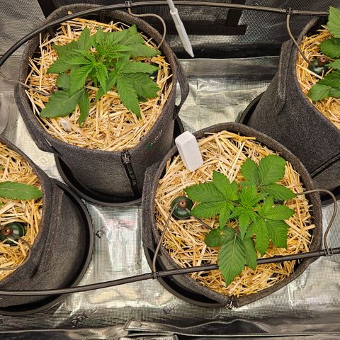 Tangie #2 growlog photo: Start Wachstumsphase