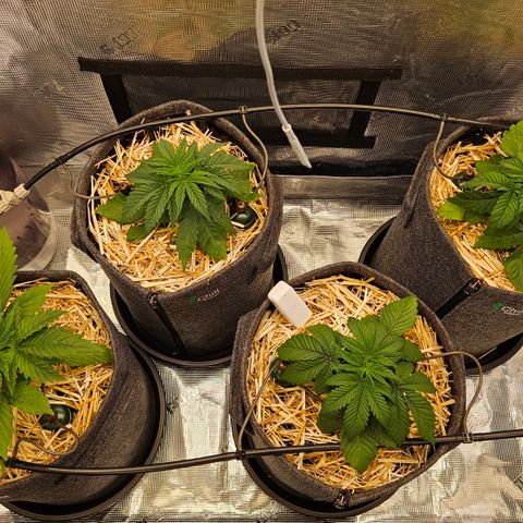 Tangie #2 growlog timeline photo