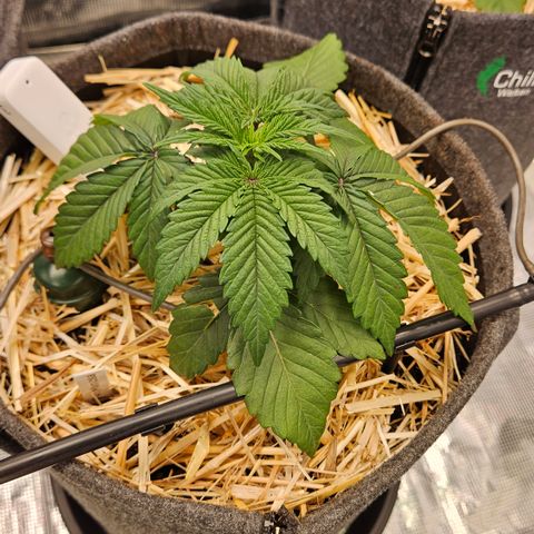 Mimosa #1 growlog timeline photo