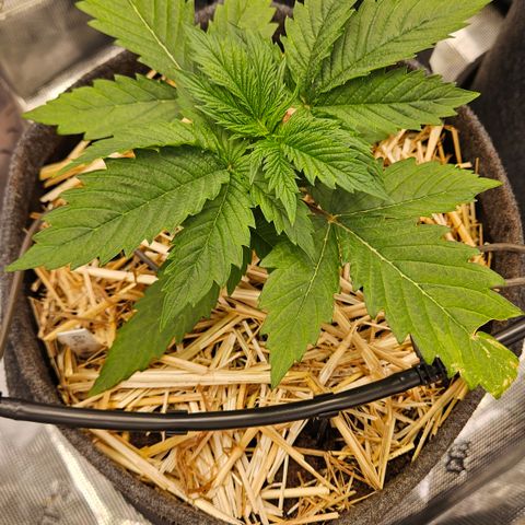 Tangie #2 growlog timeline photo