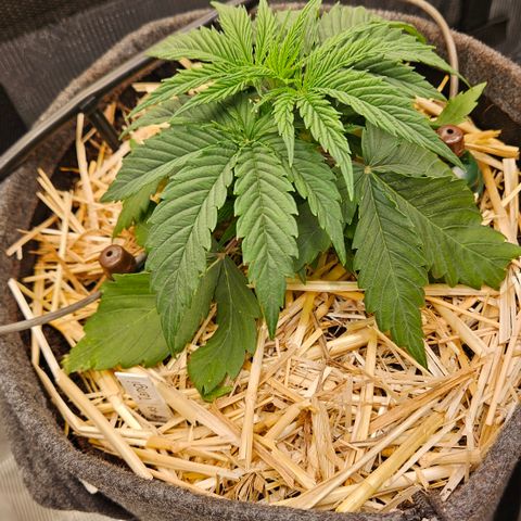 Tangie #3 growlog timeline photo