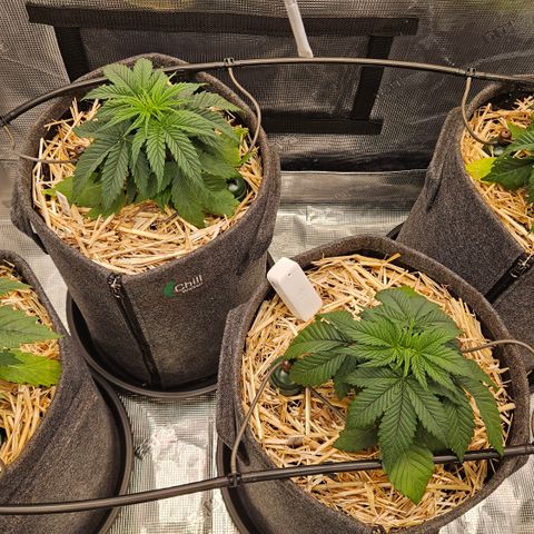 Tangie #2 growlog photo: Blätter hängen noch, wegen zu viel Wasser beim Umtopfen. 
