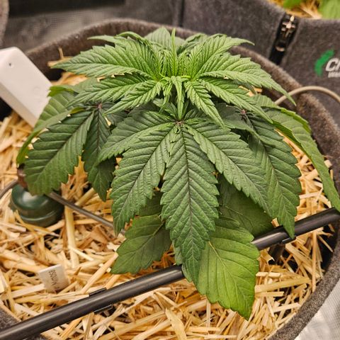 Mimosa #1 growlog timeline photo