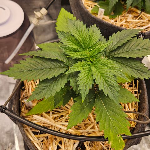Tangie #2 growlog timeline photo
