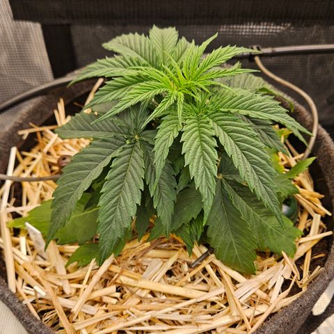 Tangie #3 growlog timeline photo
