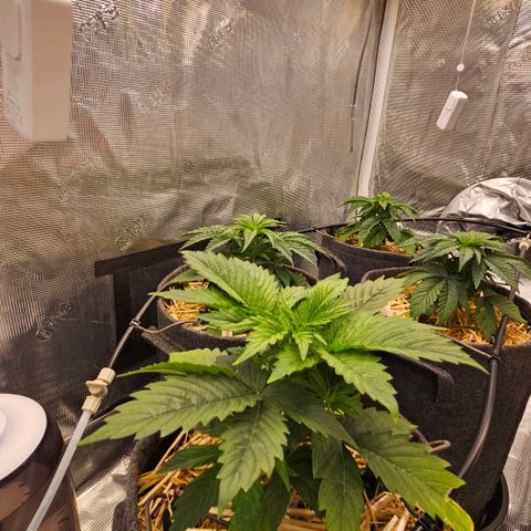 Tangie #2 growlog timeline photo
