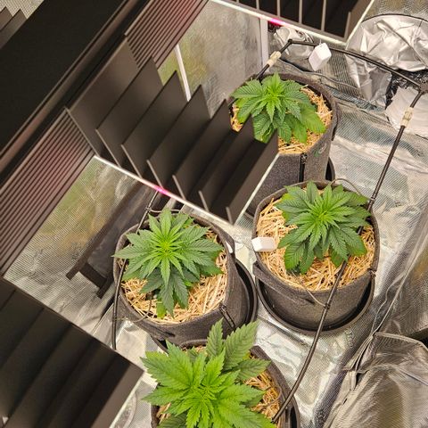 Tangie #2 growlog timeline photo