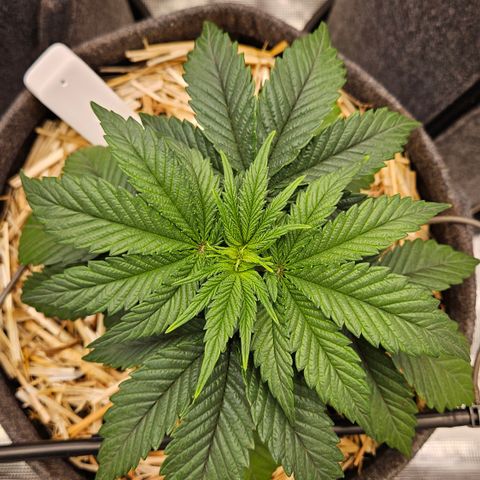 Mimosa #1 growlog timeline photo