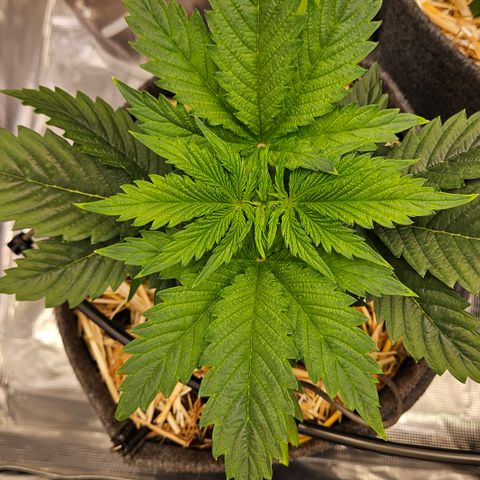 Tangie #2 growlog timeline photo
