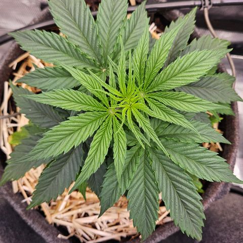 Tangie #3 growlog timeline photo