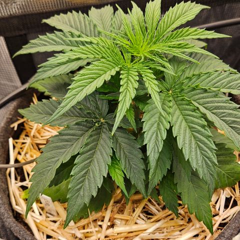 Tangie #3 growlog timeline photo