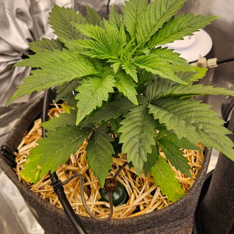 Tangie #2 growlog timeline photo