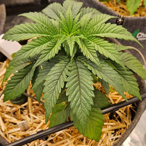 Mimosa #1 growlog timeline photo