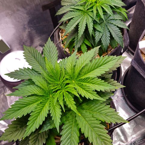 Tangie #2 growlog timeline photo