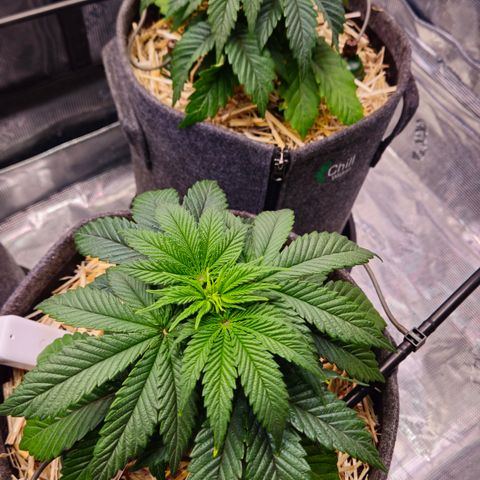 Mimosa #1 growlog timeline photo
