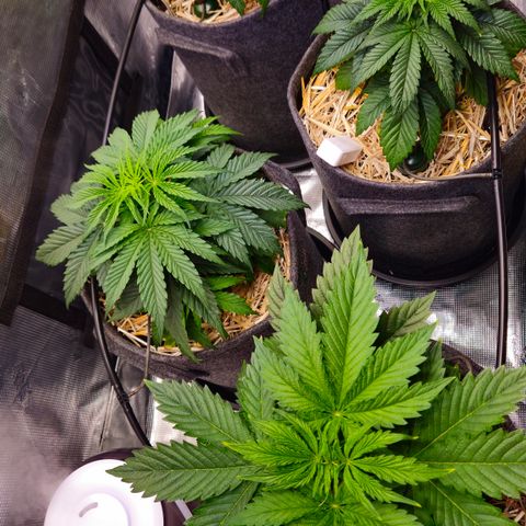 Tangie #2 growlog photo: 10 Tage nach der Überwässerung beim Umtopfen kommen die Pflanzen unterschiedlich klar. Die Tangies unten wachsen schneller weiter, während die Mimosas klein bleiben und nicht so gut klar kommen mit dem nassen Substrat. Tropfer erstmal ausgestellt.