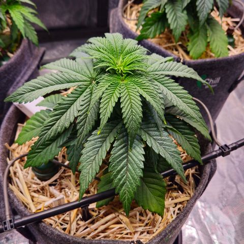 Mimosa #1 growlog timeline photo