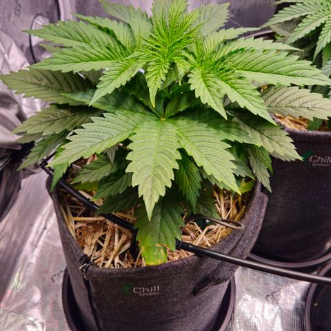 Tangie #2 growlog timeline photo