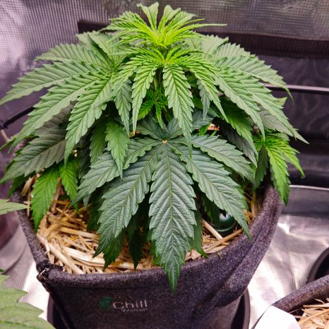 Tangie #3 growlog timeline photo