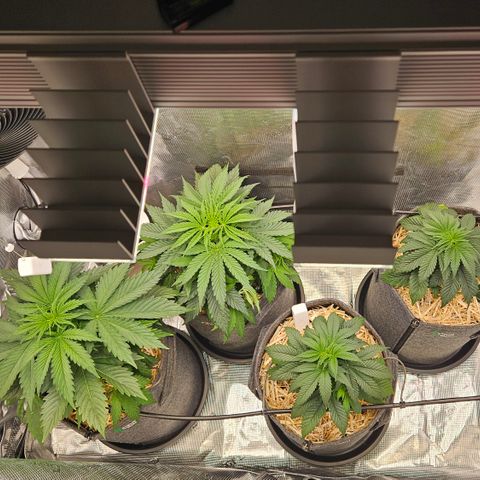Tangie #2 growlog timeline photo