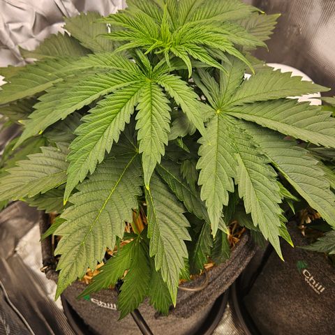 Tangie #2 growlog timeline photo