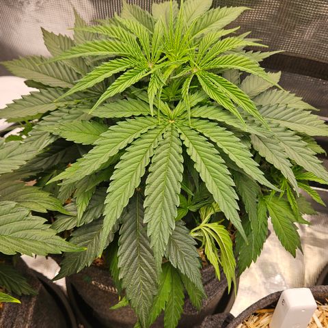 Tangie #3 growlog timeline photo