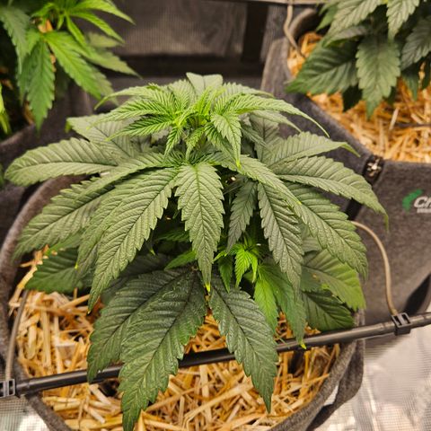Mimosa #1 growlog timeline photo