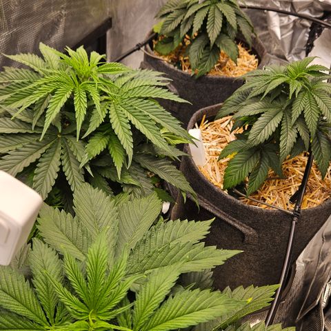 Tangie #2 growlog timeline photo