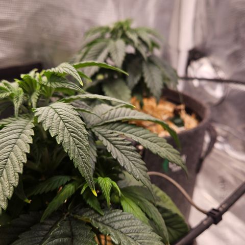 Mimosa #1 growlog timeline photo