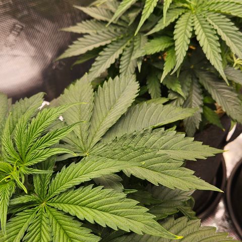 Tangie #2 growlog timeline photo