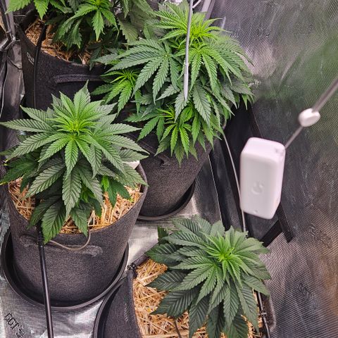 Tangie #2 growlog timeline photo