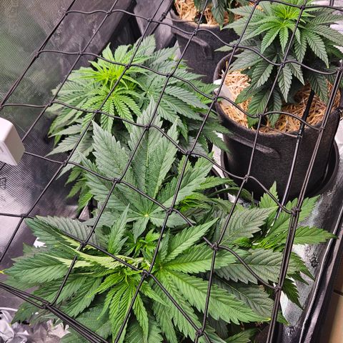 Tangie #2 growlog timeline photo