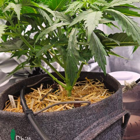 Tangie #2 growlog timeline photo