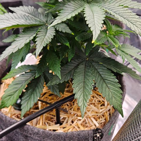 Mimosa #1 growlog timeline photo