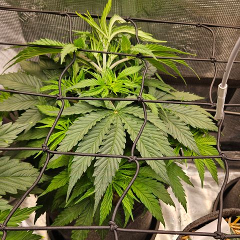 Tangie #3 growlog timeline photo