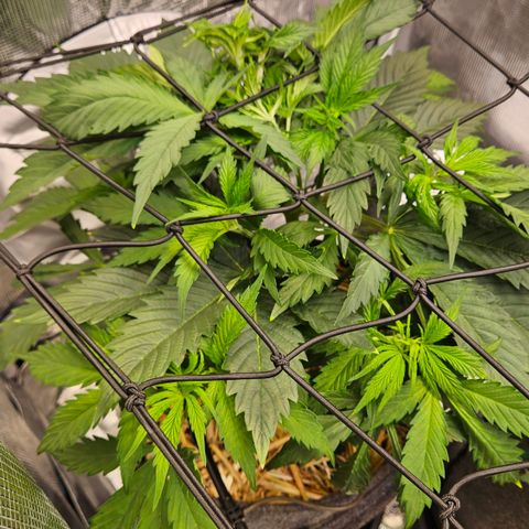 Tangie #2 growlog timeline photo
