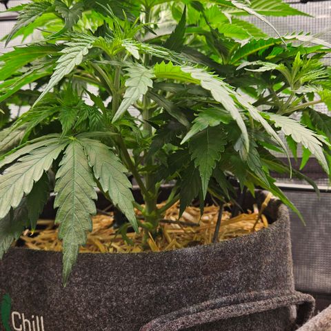 Tangie #3 growlog timeline photo