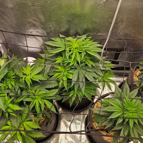 Tangie #2 growlog timeline photo