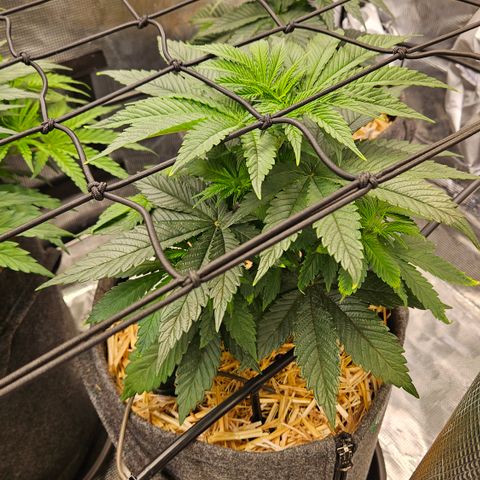 Mimosa #1 growlog timeline photo